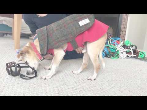 Dog wearing a fitted muzzle during structured training